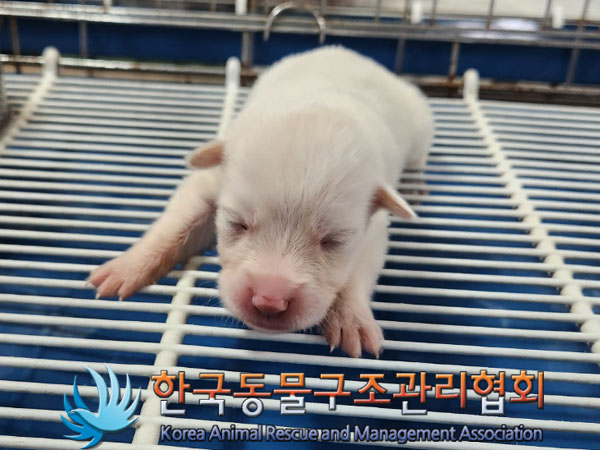 한국동물구조관리협회_411310202300342