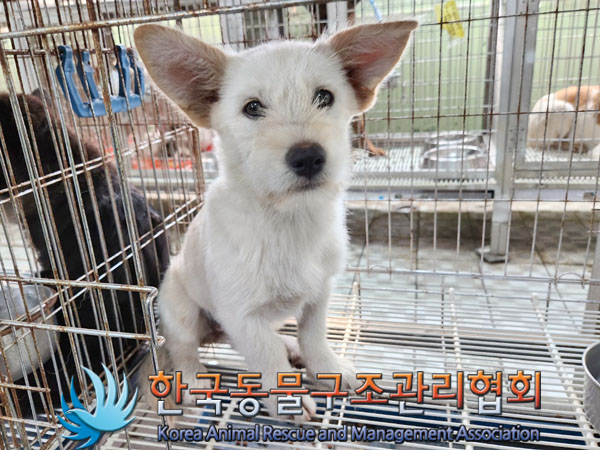한국동물구조관리협회_441560202300941