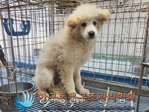 한국동물구조관리협회_441560202300943