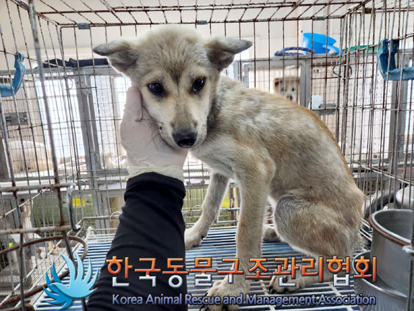 한국동물구조관리협회_441560202300938