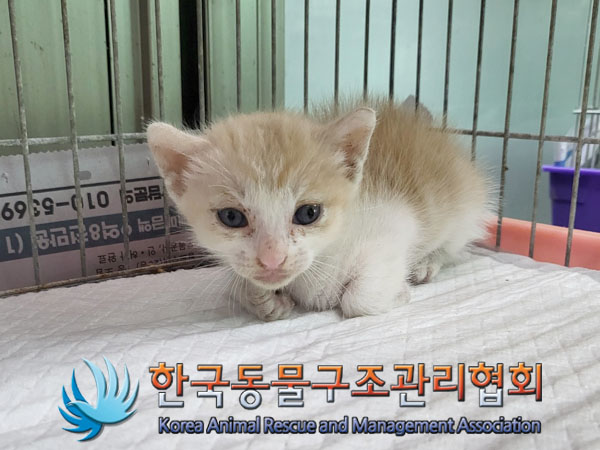 한국동물구조관리협회_441559202300803