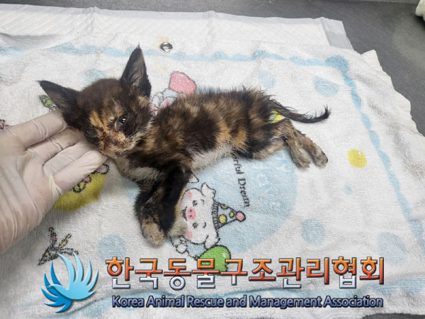 한국동물구조관리협회_411311202300621