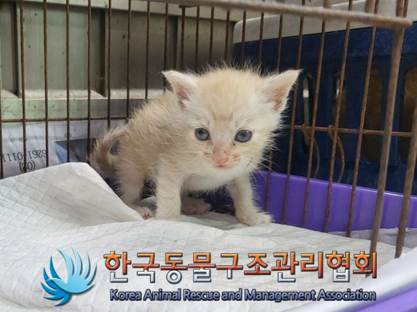 한국동물구조관리협회_441559202300804