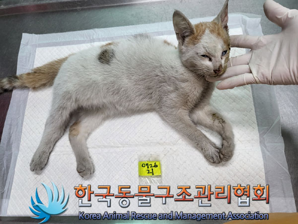 한국동물구조관리협회_441409202301184