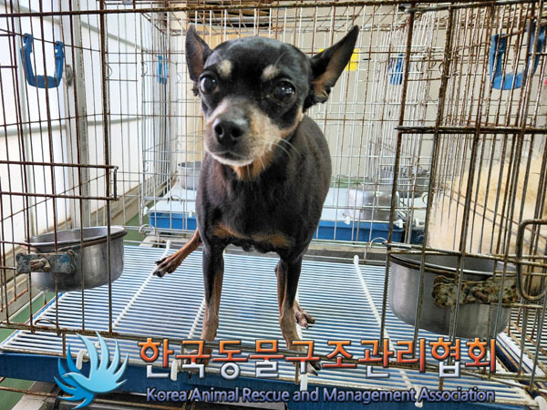 한국동물구조관리협회_441560202300944