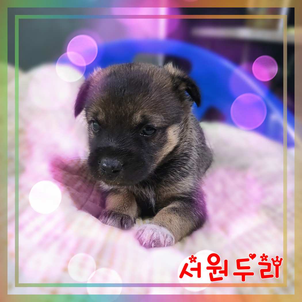 군산유기동물보호센터_445467202301375