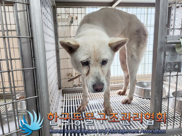 한국동물구조관리협회_411307202300264