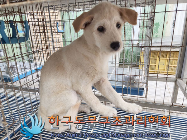한국동물구조관리협회_441560202300942