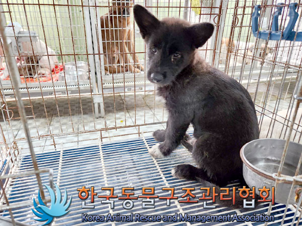 한국동물구조관리협회_441560202300940