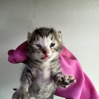 누리동물병원_426333202300582