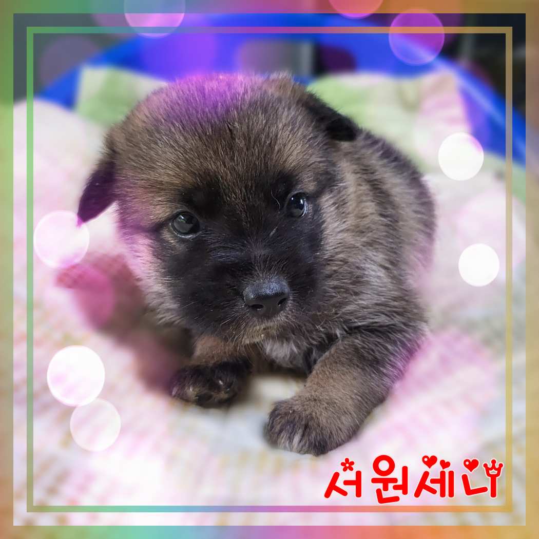 군산유기동물보호센터_445467202301376