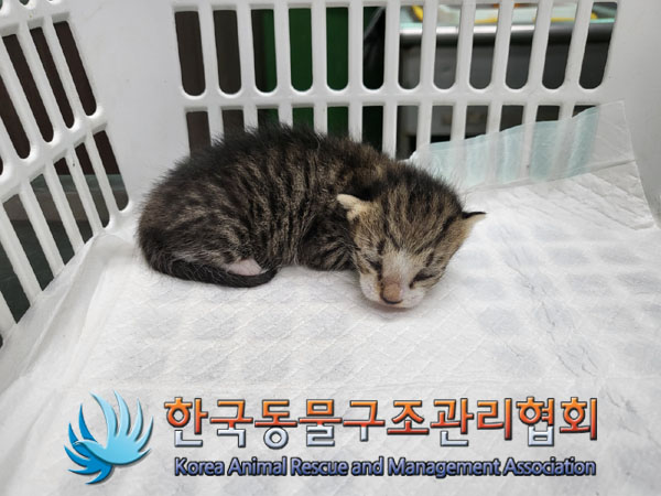 한국동물구조관리협회_441409202301185