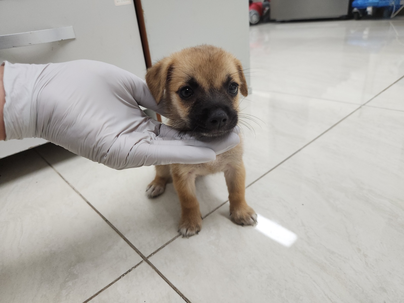 광주 동물보호소_429362202300644