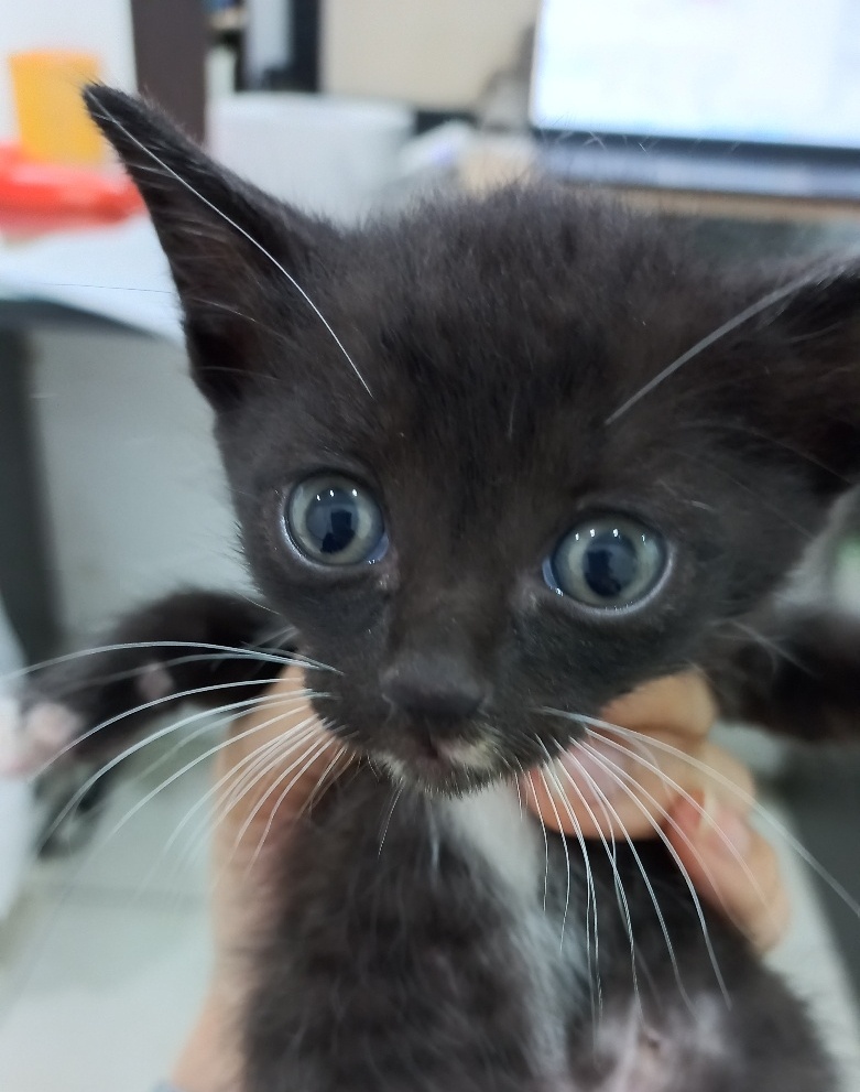 멘토동물병원_427346202300887