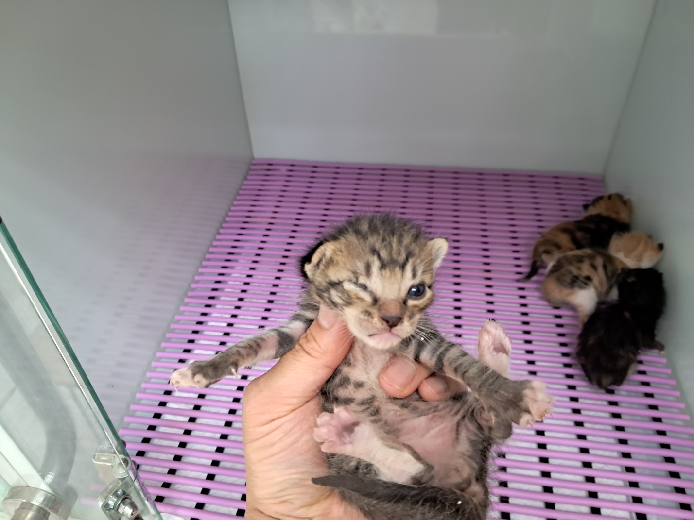 광주TNR동물병원송정_441554202301233