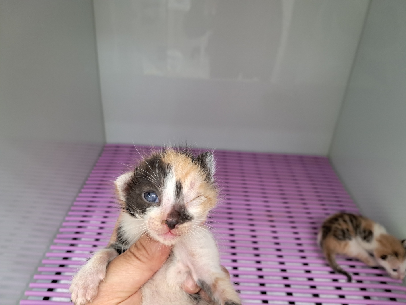 광주TNR동물병원송정_441554202301231