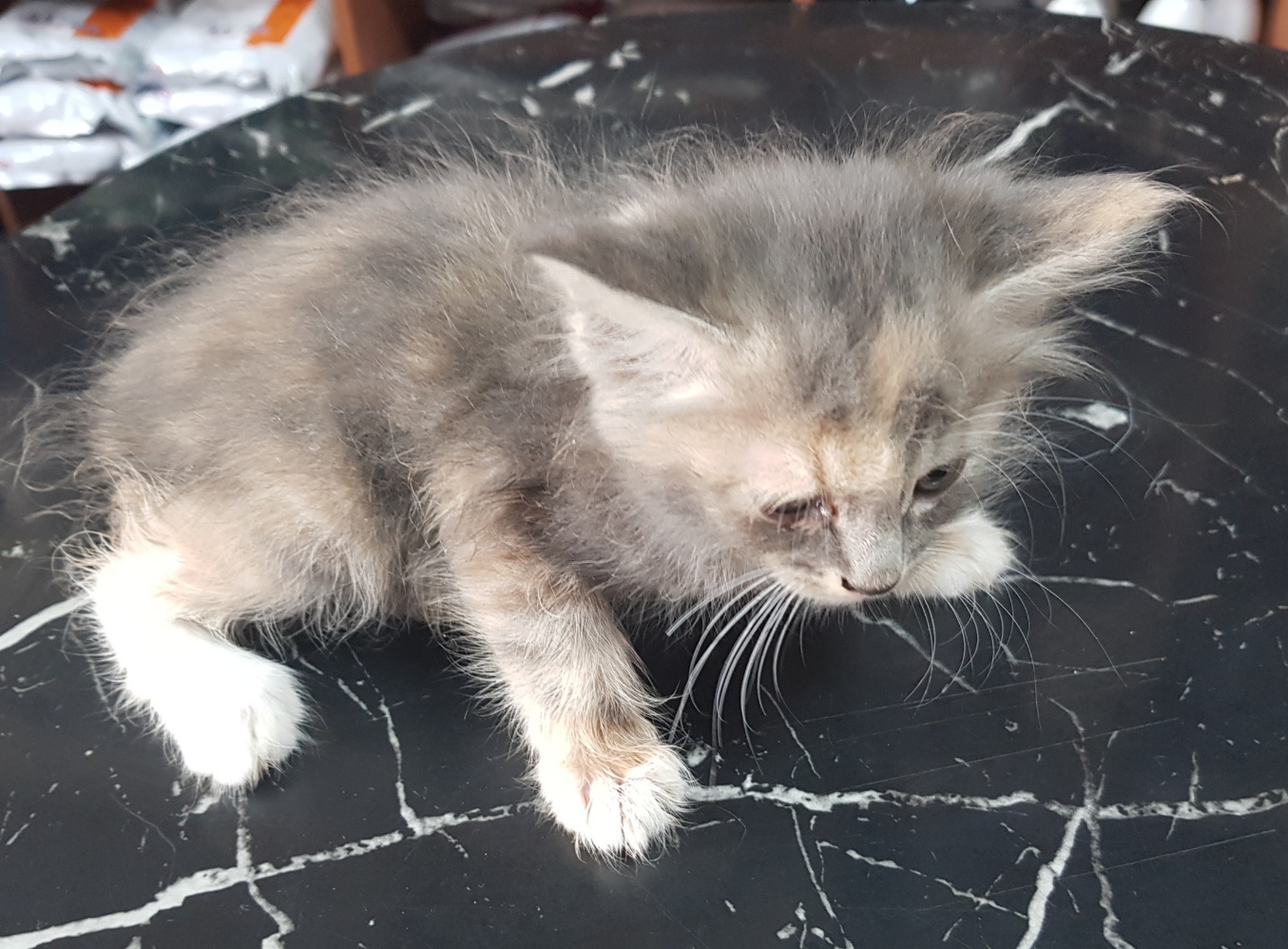 종합축산_447512202300491