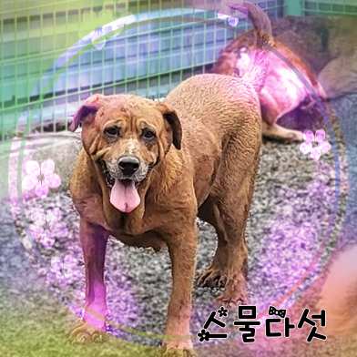 군산유기동물보호센터_445467202301405