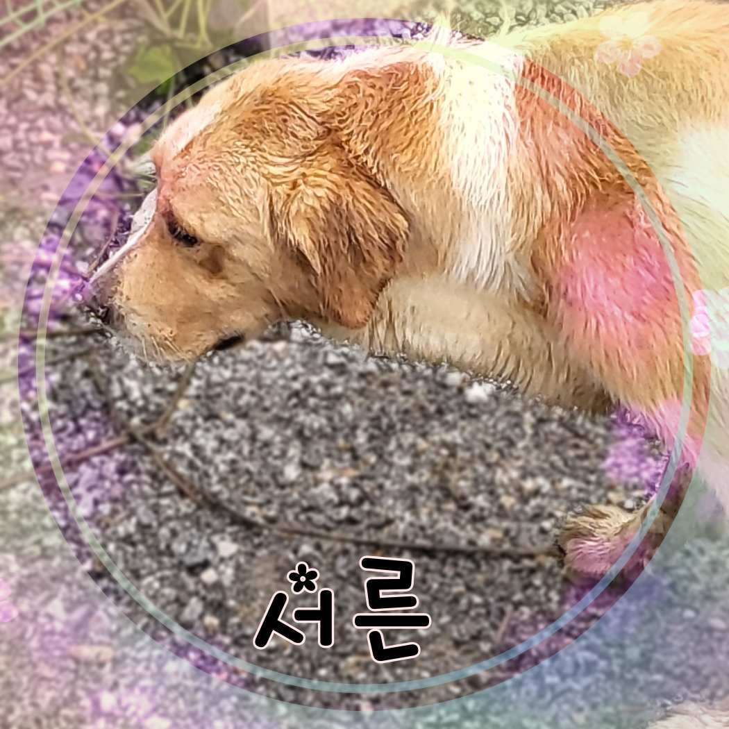 군산유기동물보호센터_445467202301410