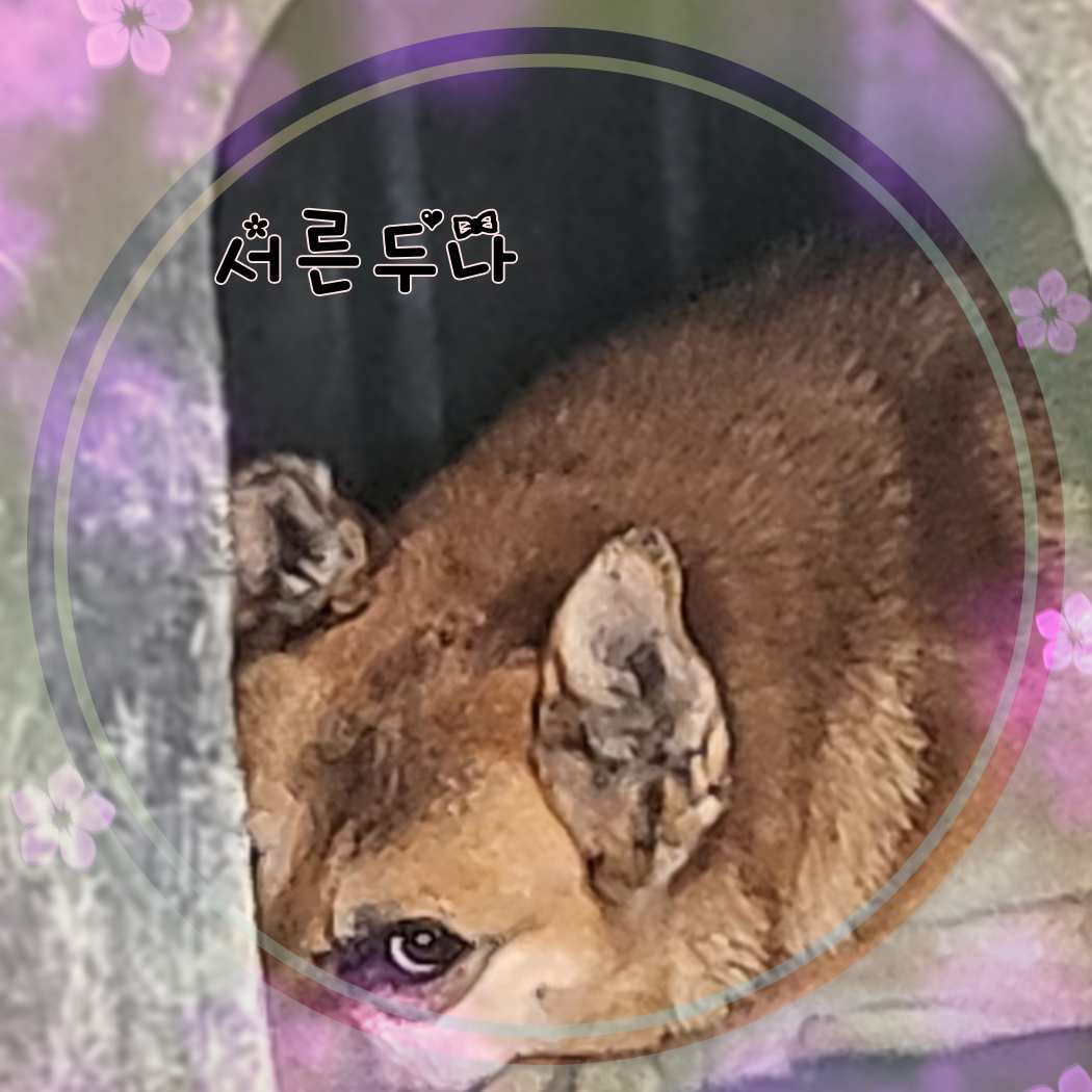 군산유기동물보호센터_445467202301412