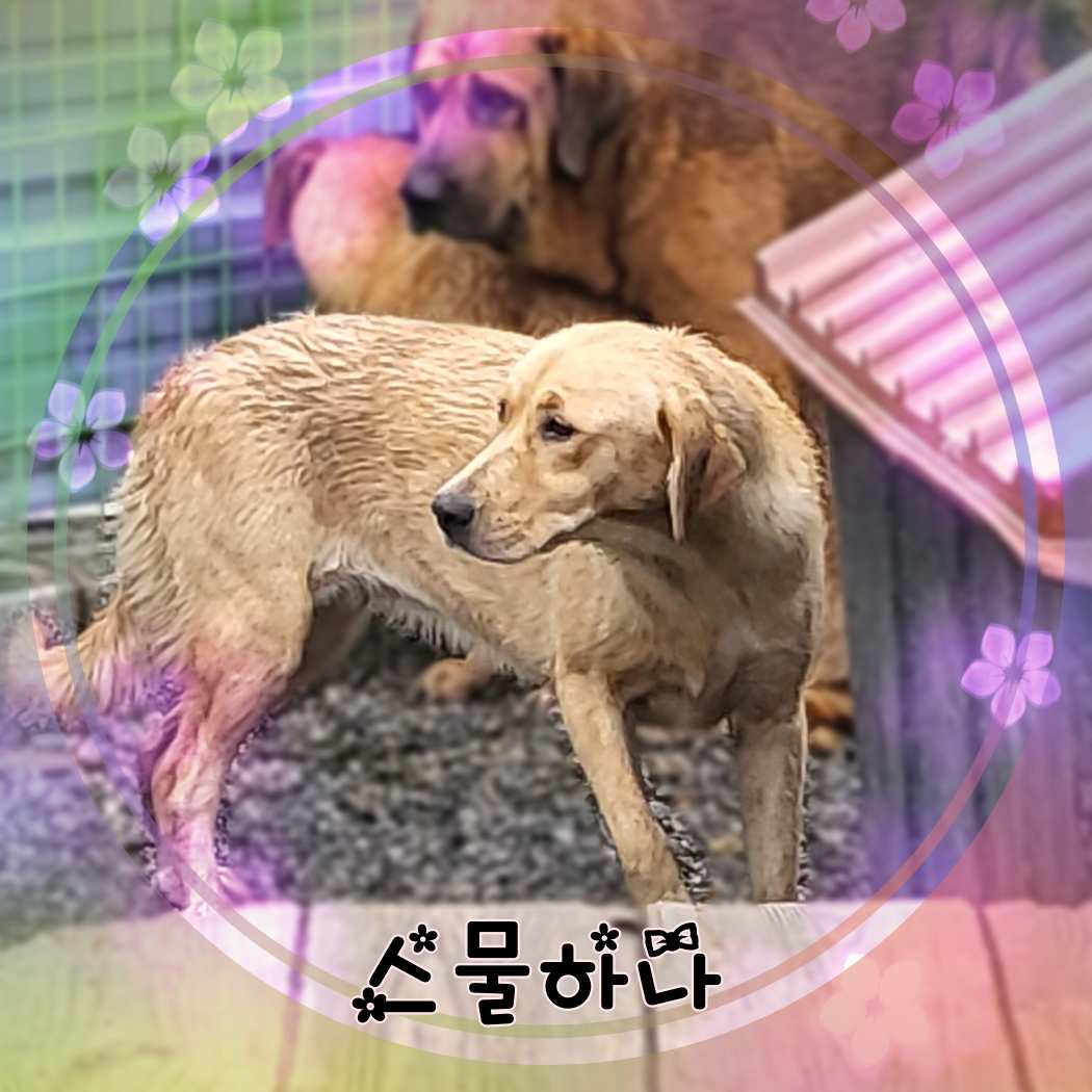 군산유기동물보호센터_445467202301401