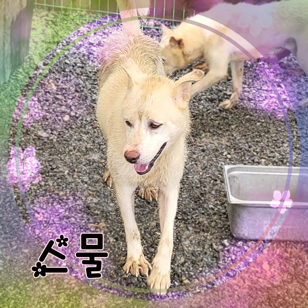 군산유기동물보호센터_445467202301400