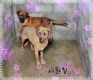 군산유기동물보호센터_445467202301380