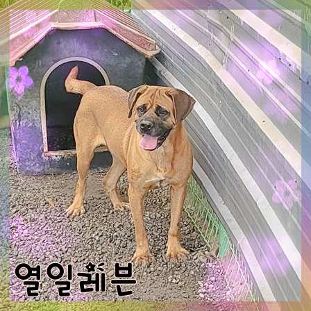 군산유기동물보호센터_445467202301383