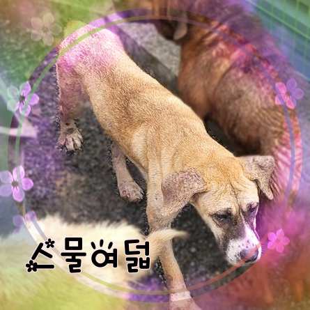 군산유기동물보호센터_445467202301408