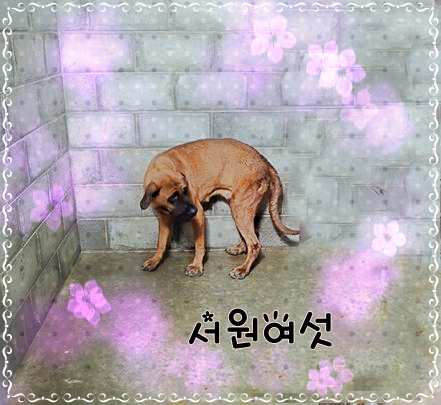 군산유기동물보호센터_445467202301379