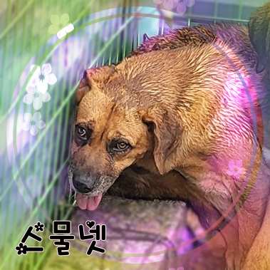 군산유기동물보호센터_445467202301404