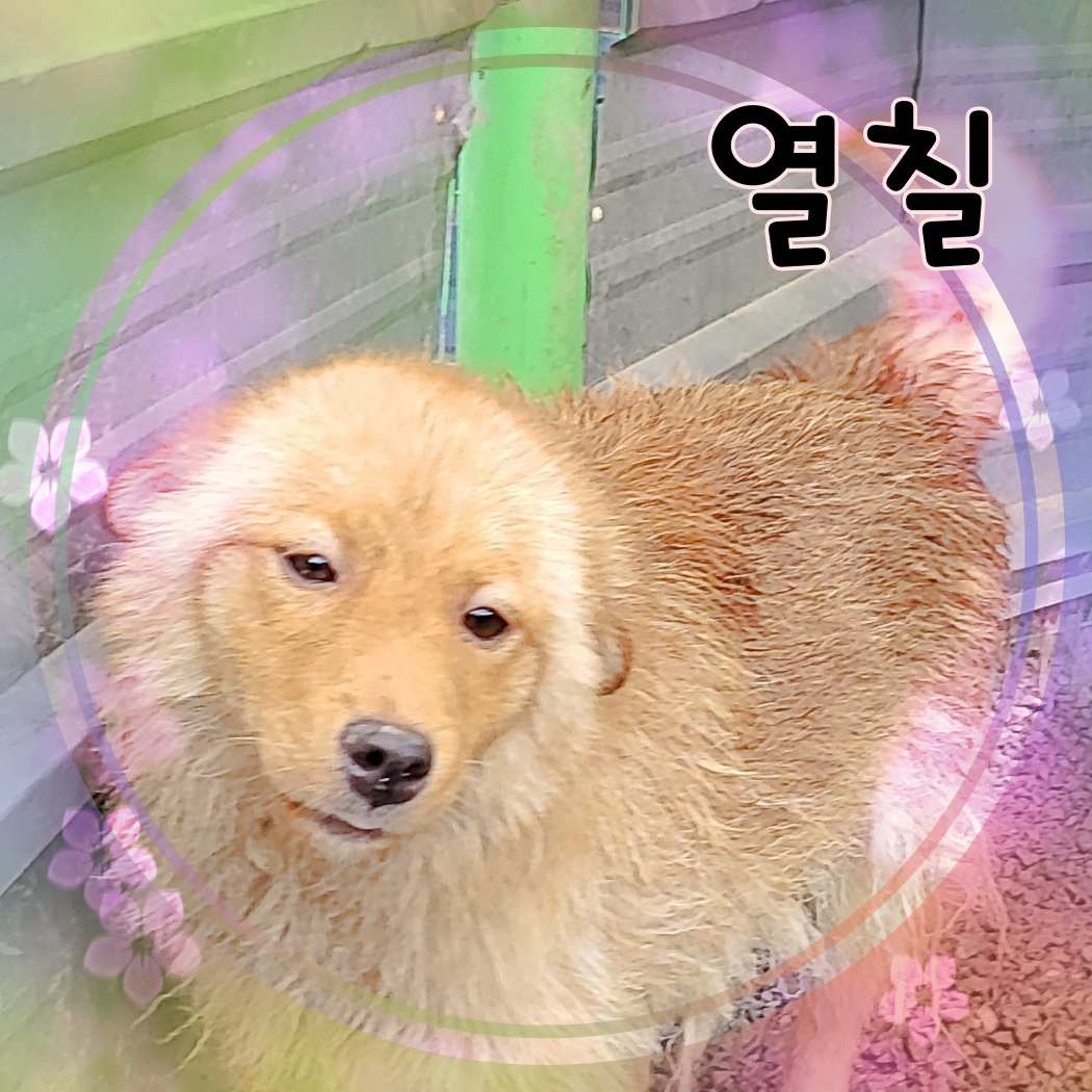 군산유기동물보호센터_445467202301397