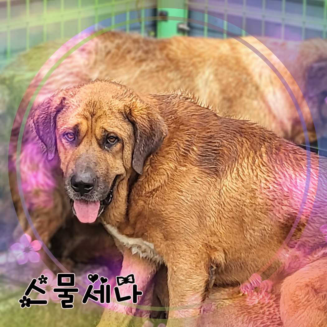군산유기동물보호센터_445467202301403