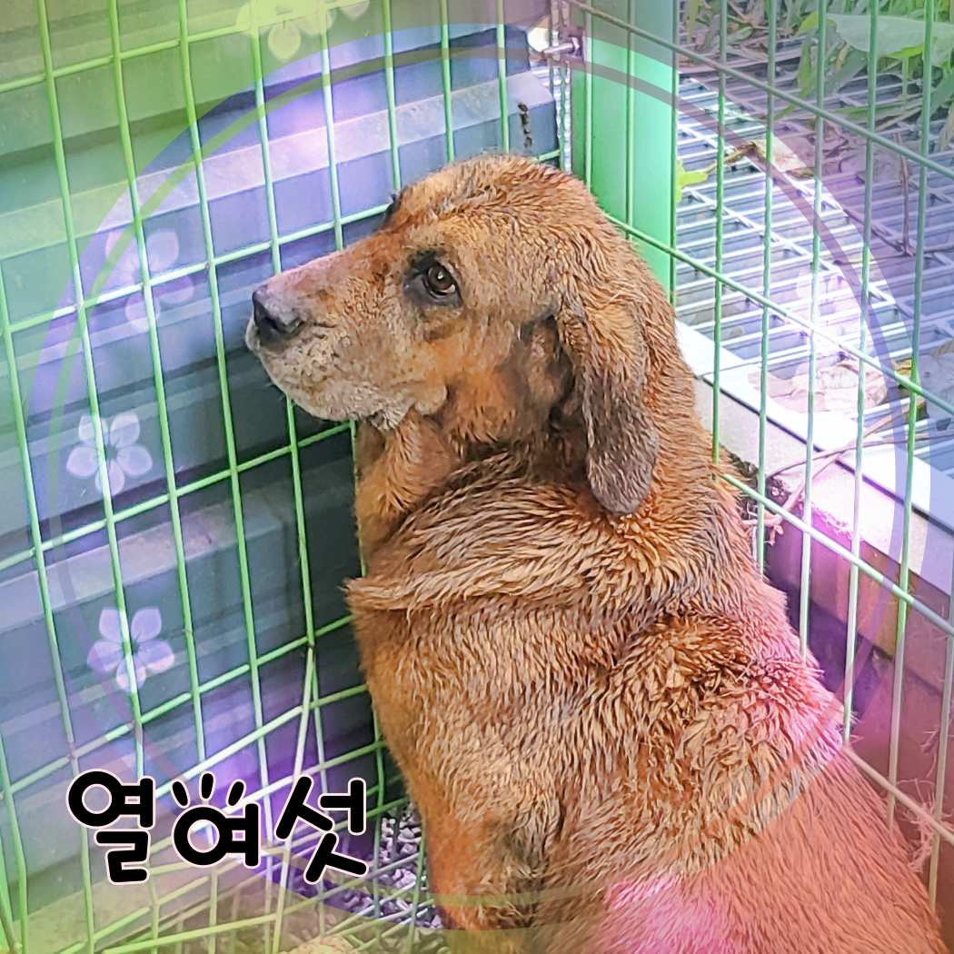 군산유기동물보호센터_445467202301396