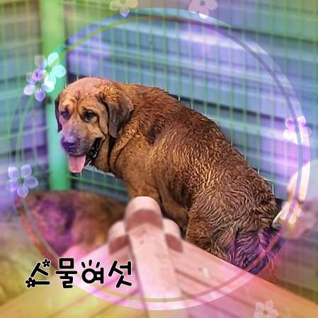 군산유기동물보호센터_445467202301406