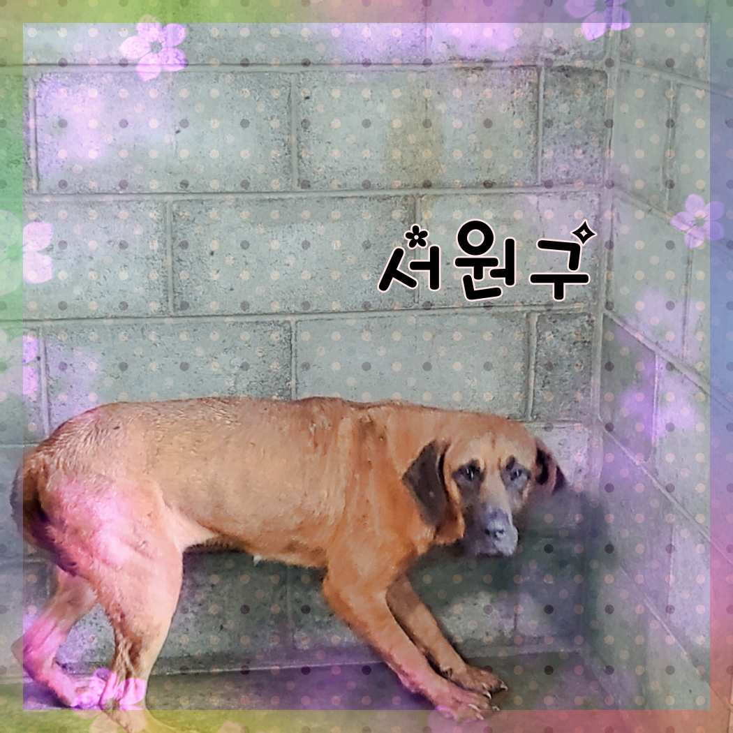 군산유기동물보호센터_445467202301382