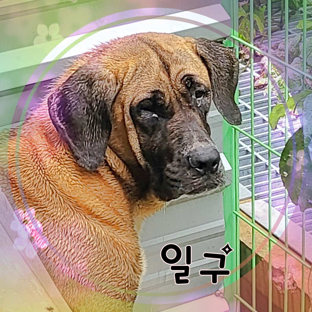 군산유기동물보호센터_445467202301399