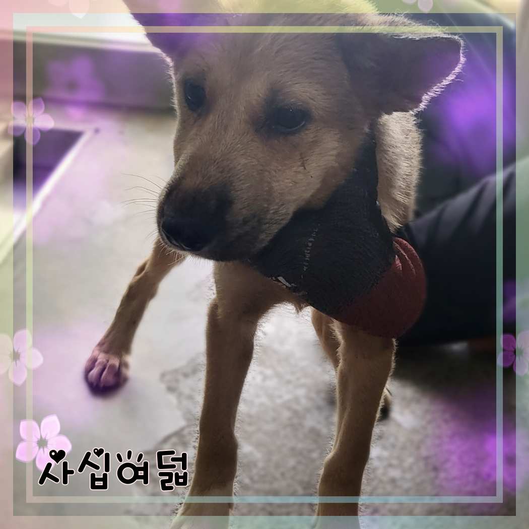 군산유기동물보호센터_445467202301428