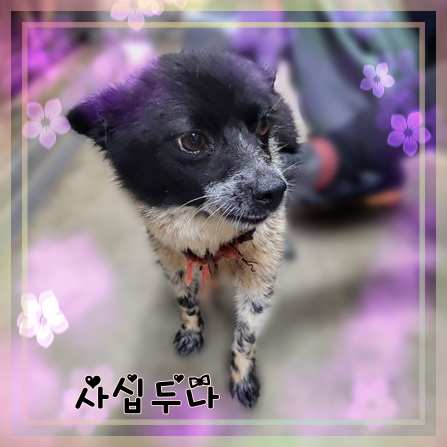 군산유기동물보호센터_445467202301422
