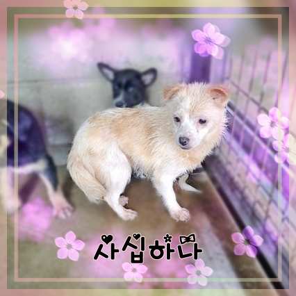 군산유기동물보호센터_445467202301421