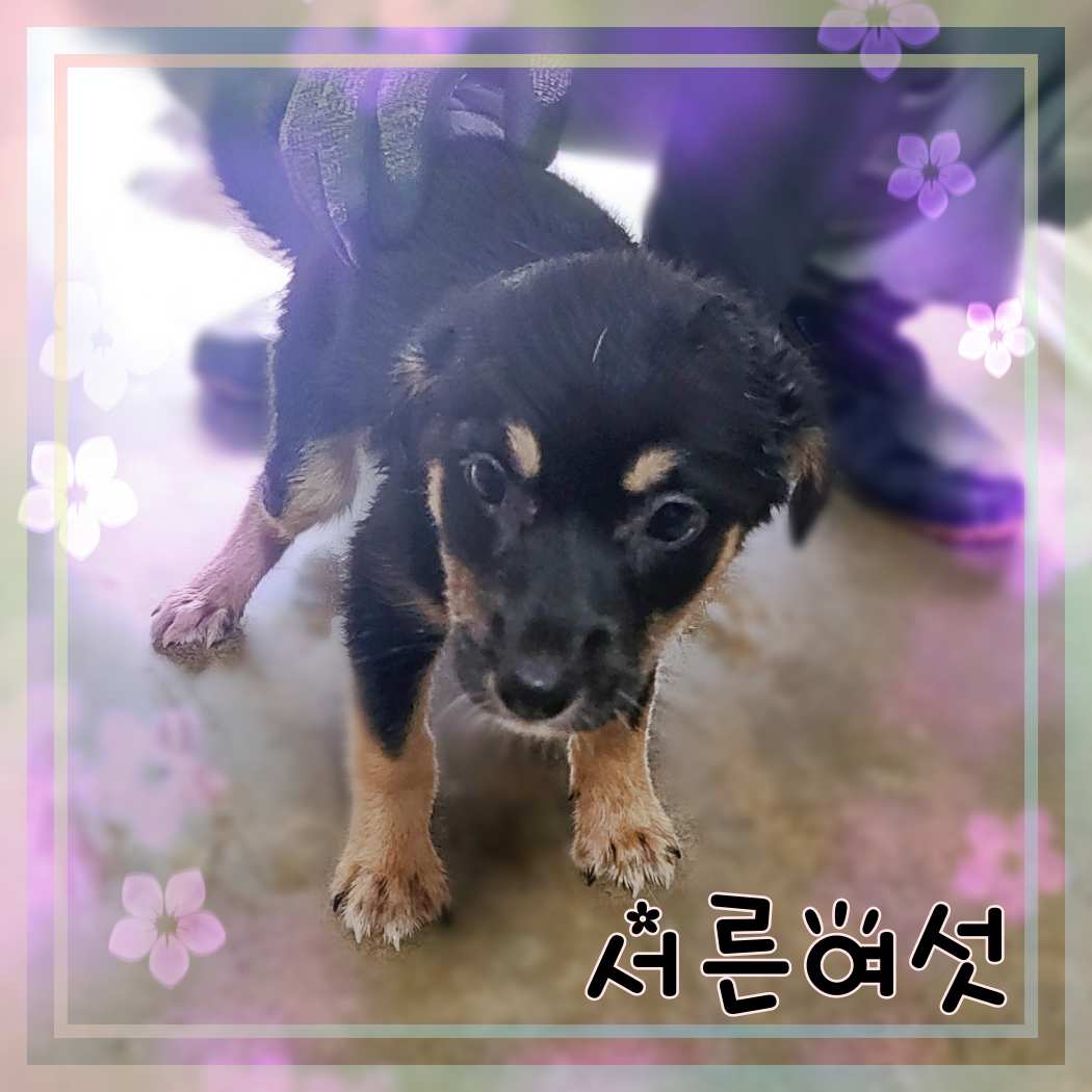 군산유기동물보호센터_445467202301416