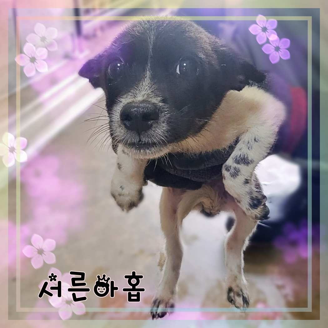 군산유기동물보호센터_445467202301419