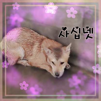 군산유기동물보호센터_445467202301424