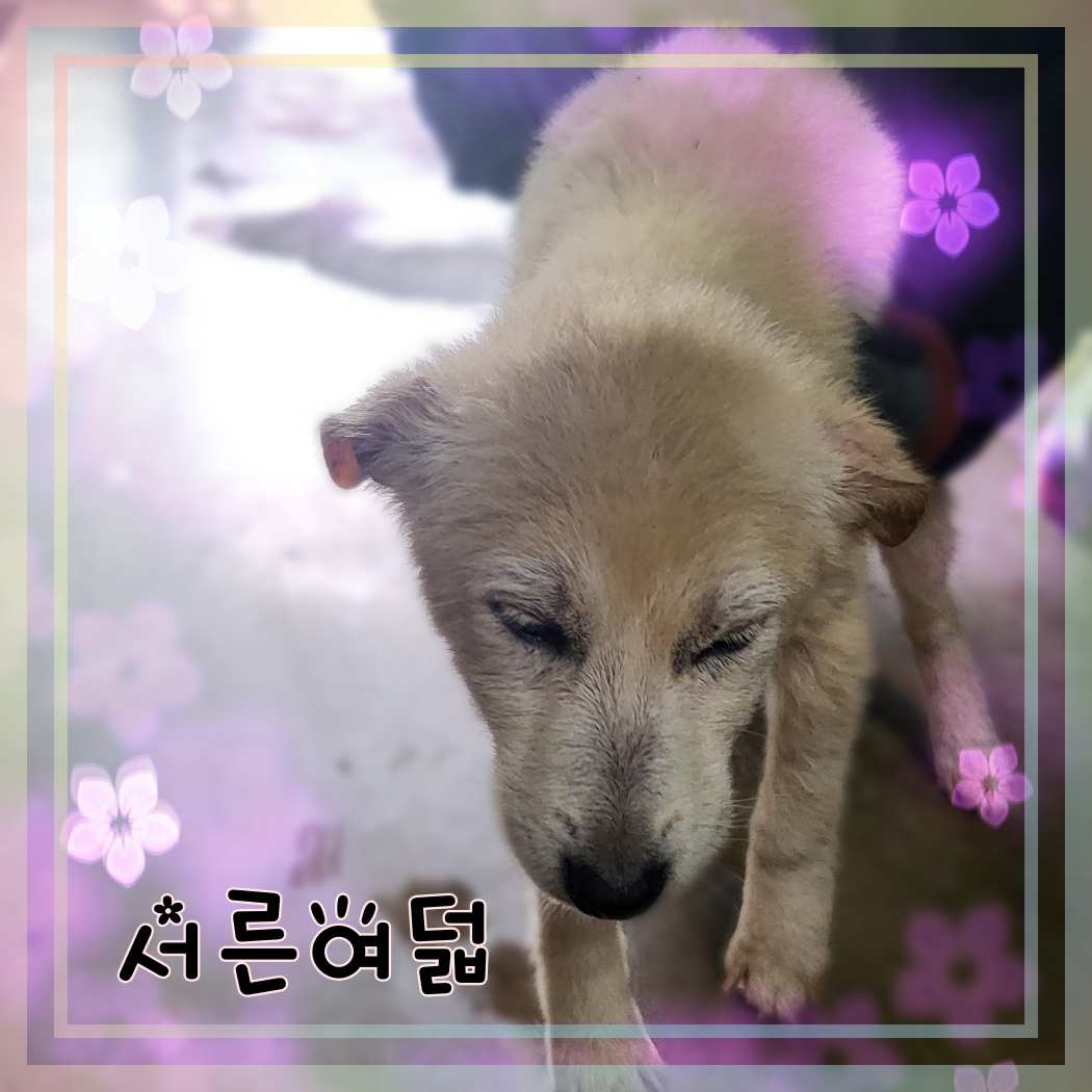 군산유기동물보호센터_445467202301418