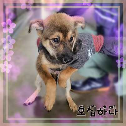 군산유기동물보호센터_445467202301431