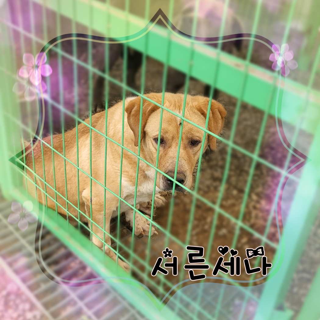 군산유기동물보호센터_445467202301413