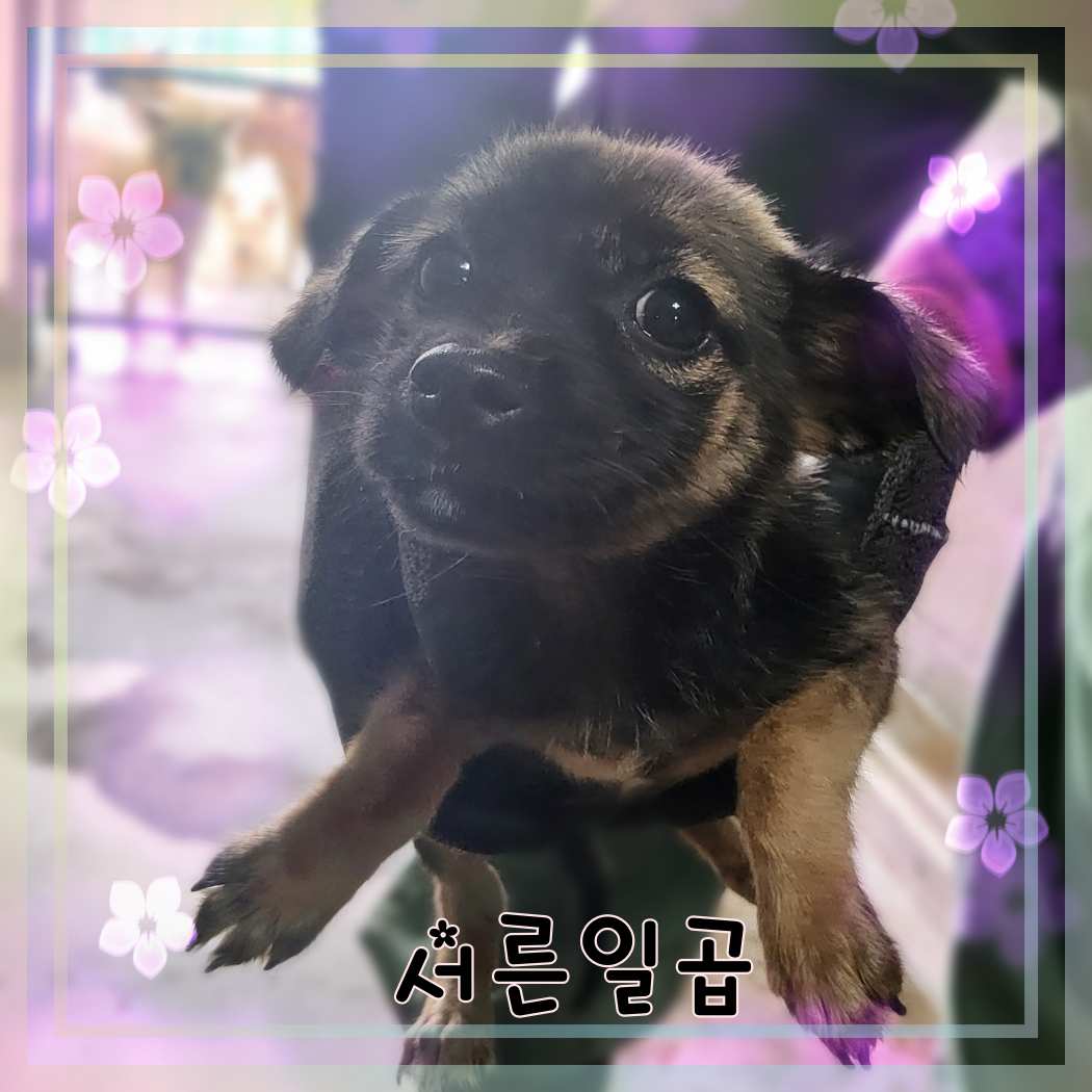 군산유기동물보호센터_445467202301417