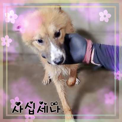 군산유기동물보호센터_445467202301423