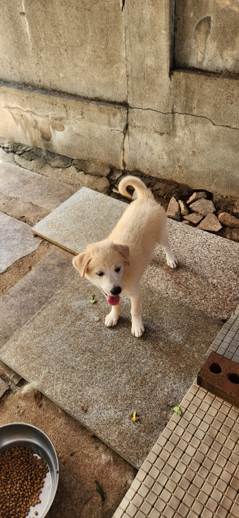 익산유기동물보호소_445468202301522