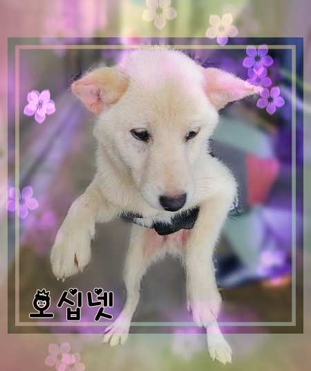 군산유기동물보호센터_445467202301434